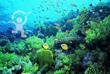 水下资料,水下资料揭示的神秘世界